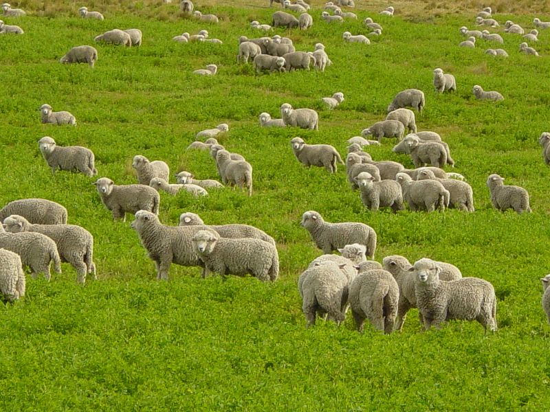 Berkas:Corriedale lambs in Tierra del Fuego.JPG