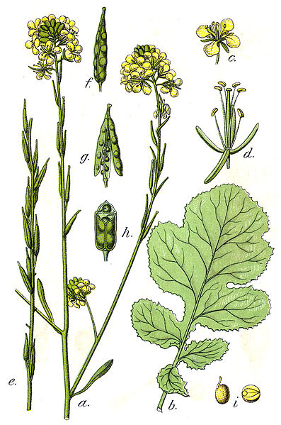 Berkas:Brassica nigra Sturm38.jpg