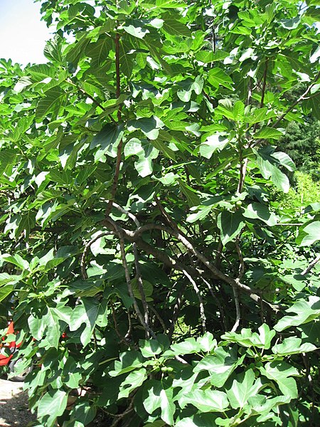 Berkas:Ficus carica 01 by Line1.jpg